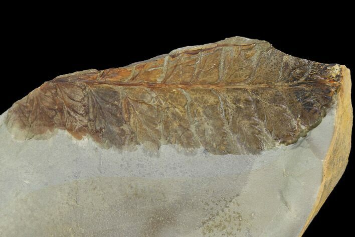 Detailed Fossil Fern - Glendive, Montana #99405